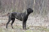 CANE CORSO 774